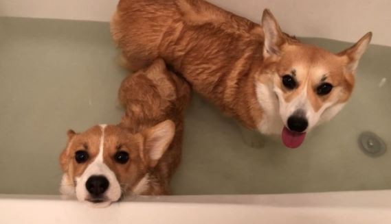 柯基幼幼不敢下水洗澡。（圖／翻攝自IG用戶mapleandmortycorgi）