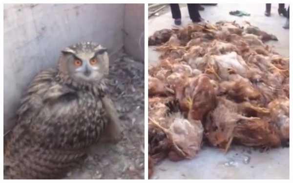 ▲▼蘭州貓頭鷹飛入雞舍嚇死384隻雞。（圖／翻攝自梨視頻）