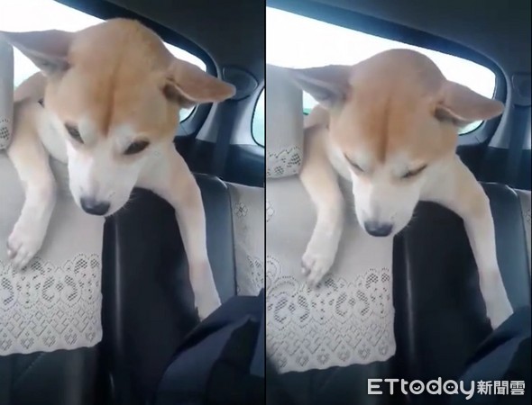 ▲柴柴「掛衣式」趴椅背打瞌睡　超固執拒絕躺下&hellip;媽傻眼。（圖／兩個Hero&Wish粉絲專頁）