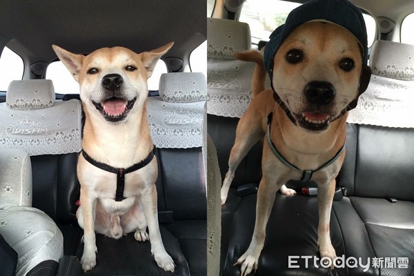 ▲柴柴「掛衣式」趴椅背打瞌睡　超固執拒絕躺下&hellip;媽傻眼。（圖／兩個Hero&Wish粉絲專頁）