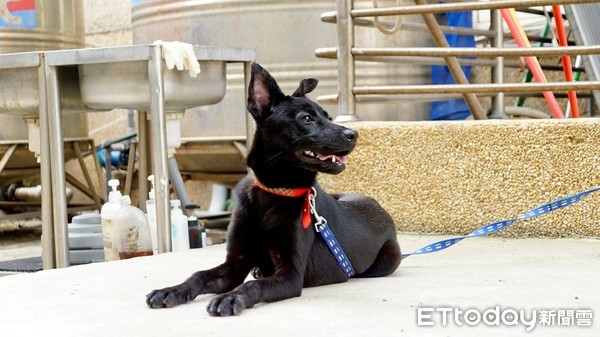 新屋收容所最資深...幼幼都長成少女了　撒嬌小黑妹的家在哪裡？（圖／志工Sunny Junior、Darlene Jung授權提供）