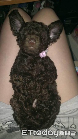 ▲▼我要一起去！強行霸佔麻麻包包　貴賓：我不想自己看家。（圖／網友張歆霓提供）