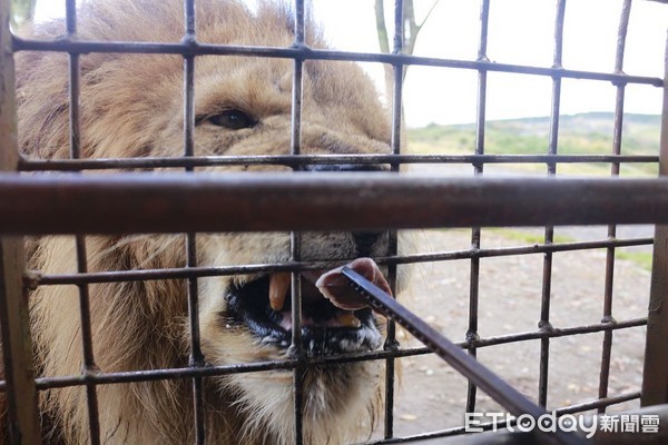 ▲▼九州自然動物園。（圖／記者蔡玟君攝）