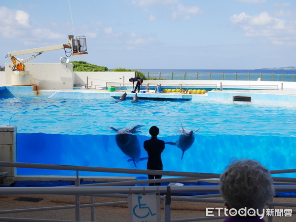 ▲沖繩海洋博公園海豚表演。（圖／記者彭懷玉攝）