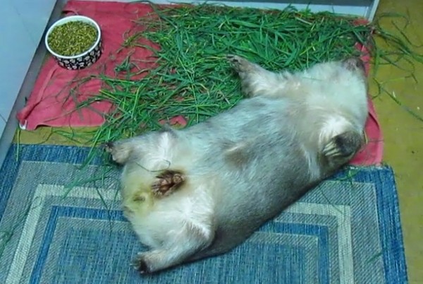 袋熊睡死。（圖／翻攝自Sleepy Burrows Wombat Sanctuary）