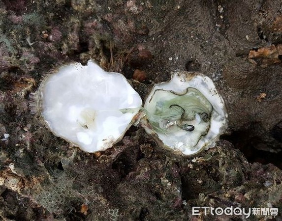 ▲大潭藻礁的礁體出現牡蠣，只見這些牡蠣也披綠帶螢。（圖／潘忠政提供）