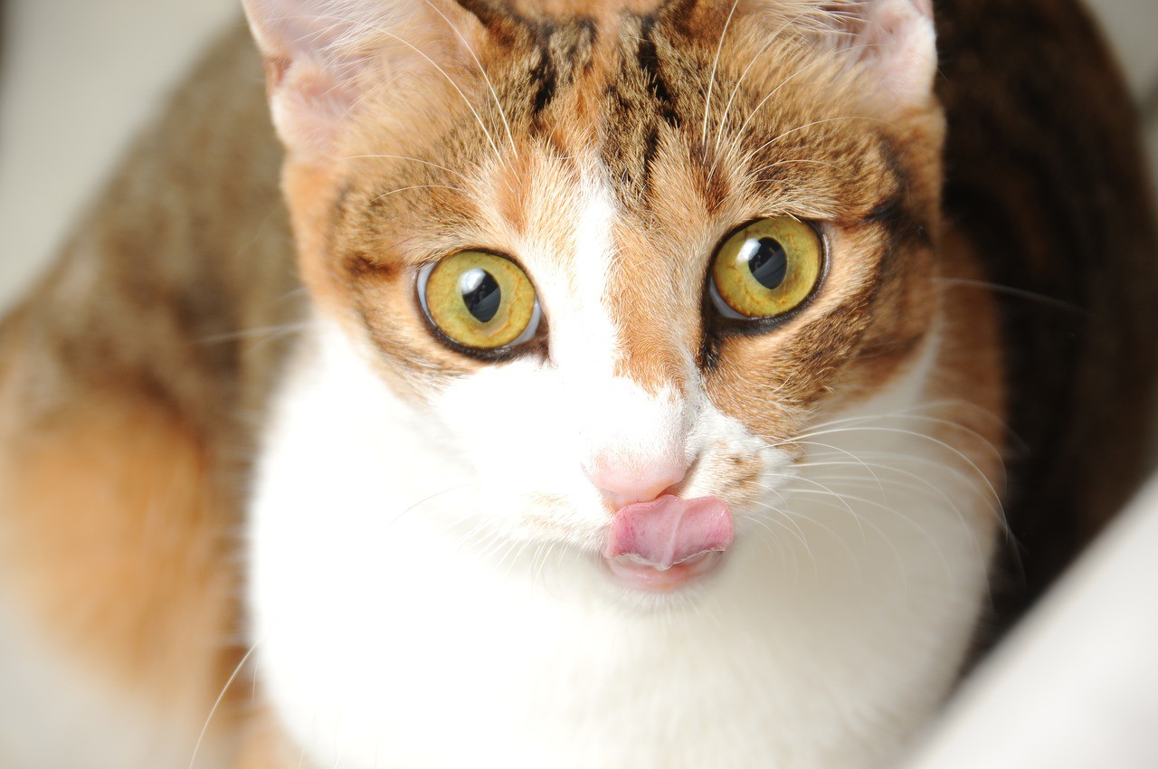 家有腎貓必知 10件重要事 讓喵喵陪你長長久久 Ettoday健康雲 Ettoday新聞雲