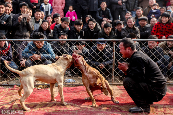 鬥狗鬥犬。（圖／視覺中國）