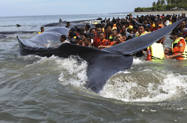 ▲▼印尼抹香鯨擱淺             。（圖／達志影像／美聯社）