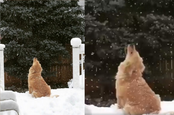 ▲咦？怎麼都吃不到！呆萌阿金抬頭吞雪雪　可愛背影萌翻網友。（圖／翻攝自IG「sweetgraciethegolden」）