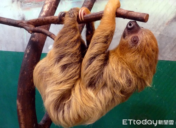 二趾樹懶。（圖／台北市立動物園提供）