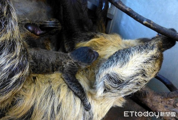 二趾樹懶。（圖／台北市立動物園提供）