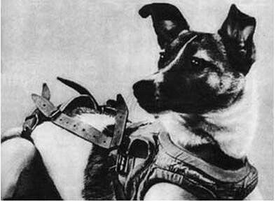 ▲蘇聯太空犬「萊卡」。（圖／翻攝自reddit）