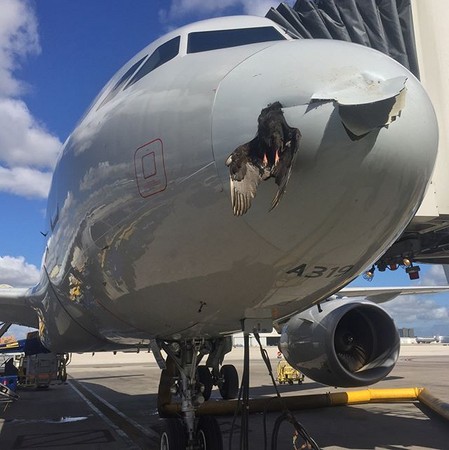 好恐怖！巨鳥插入飛機頭　機身被弄破2個大洞。（圖／翻攝自Miami Plane Spotter的Instagram）