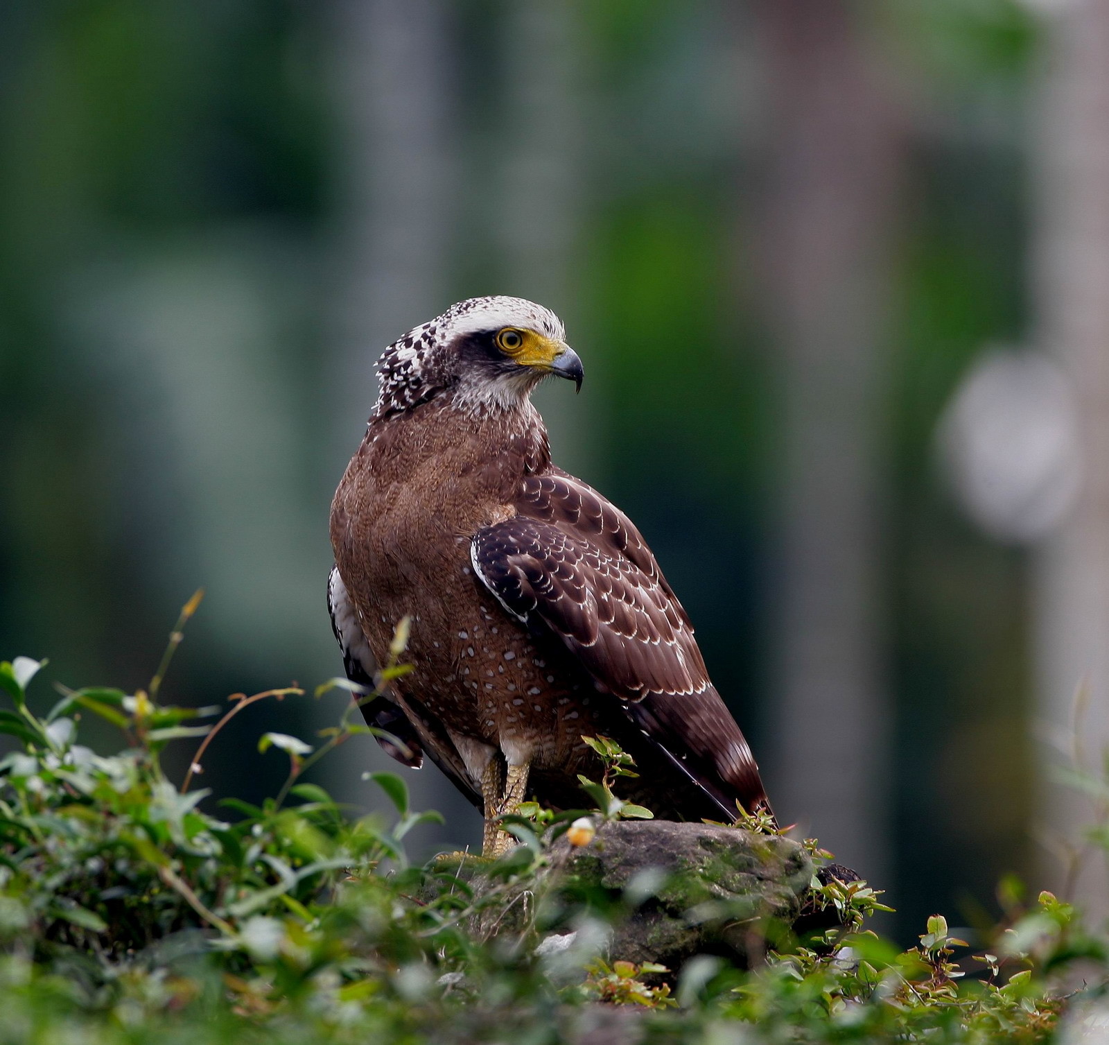 賞鷹 季節到 觀音山與老鷹親密接觸看猛禽過境 Ettoday旅遊雲 Ettoday新聞雲