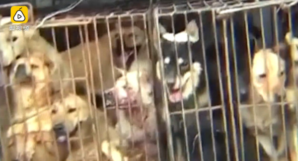 廣州市盜狗集團超殘忍 平均2秒就能活捉一隻小狗。（圖／翻攝自梨視頻）