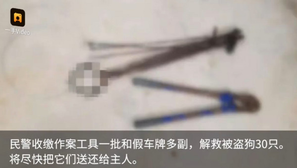 廣州市盜狗集團超殘忍 平均2秒就能活捉一隻小狗。（圖／翻攝自梨視頻）