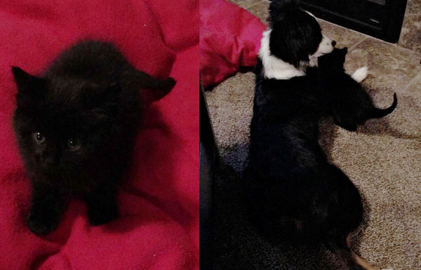 ▲撈到的小貓要送養...牠愛上自家狗狗　家人霸氣收編！。（圖／翻攝自lovemeow/Imgur/AmericanHam）