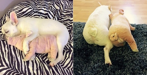 哥哥幫你洗澡囉！法鬥狂舔豬豬玩偶　爸掩面：以為是同伴？（圖／翻攝自Insatagram：ungdee）