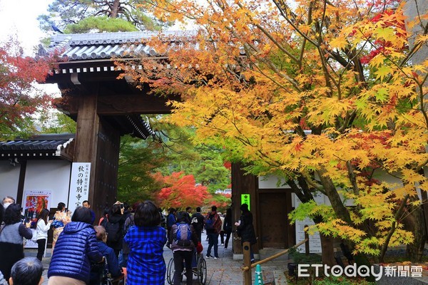 ▲▼京都永觀堂紅葉。（圖／記者蔡玟君攝）