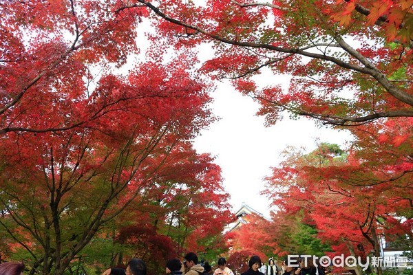 ▲▼京都永觀堂紅葉。（圖／記者蔡玟君攝）