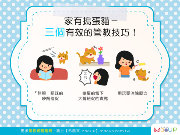 貓咪超皮怎麼辦？！3個有效的管教技巧幫幫你！（圖／毛起來 MaoUp）