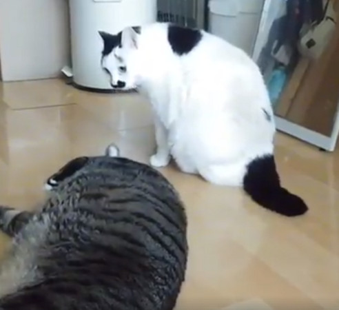 ▲▼不要這樣啦！2隻貓咪大吵架　同伴突然「翻肚肚」勸架。（圖／取自臉書粉絲專頁Cats My Life）