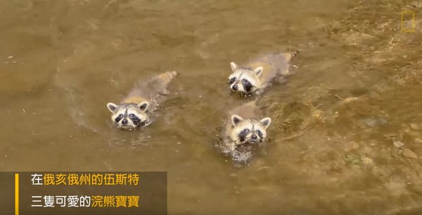 可愛直擊：三隻浣熊寶寶與漁夫變成了朋友！（圖／翻攝自國家地理雜誌 National Geographic Magazine／YouTube）