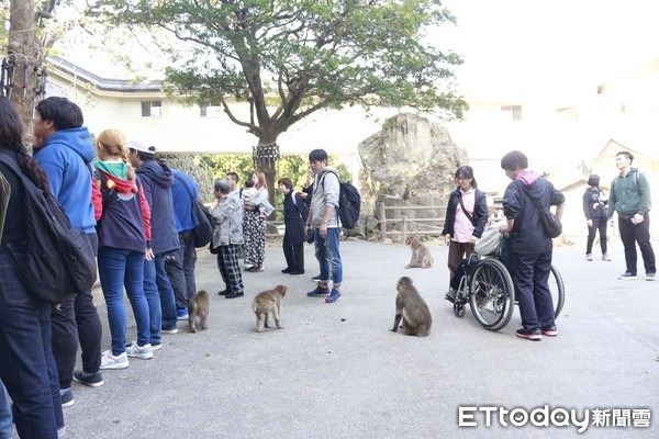 ▲▼高崎山自然動物園。（圖／記者蔡玟君攝）