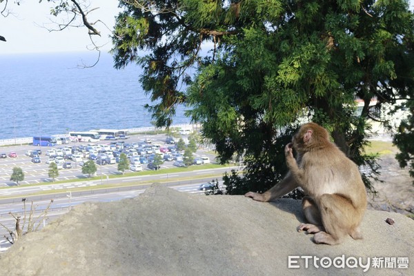 ▲▼高崎山自然動物園。（圖／記者蔡玟君攝）