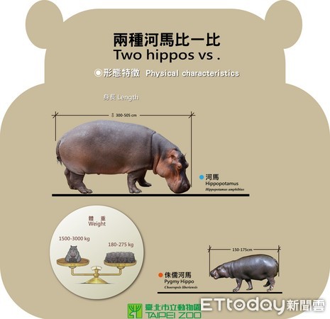 ▲這不是河馬的小孩！是侏儒河馬，動物園分享撇步辨別。（圖／臺北市立動物園提供）