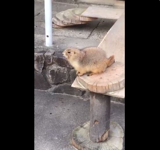 動物園土撥鼠被遊客打噴嚏嚇到（圖／翻攝自twitter@I70cm）