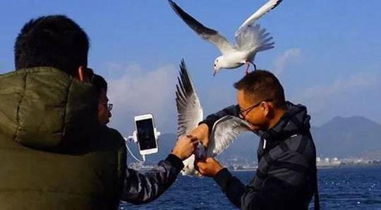 ▲▼一對父女在雲南昆明海埂大壩抓海鷗拍照。（圖／翻攝自《封面新聞》）