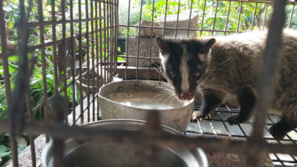 ▲養白鼻心被送辦...拿剩菜餵食　飼主稱：開籠牠不肯走。（圖／內政部警政署保安警察第七總隊第五大隊提供）