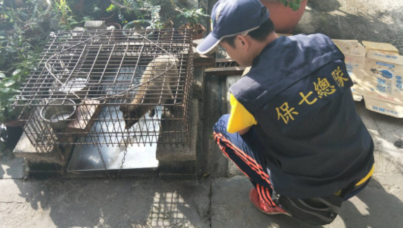 ▲養白鼻心被送辦...拿剩菜餵食　飼主稱：開籠牠不肯走。（圖／內政部警政署保安警察第七總隊第五大隊提供）