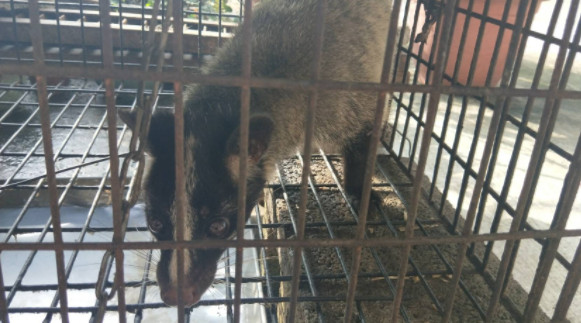 ▲養白鼻心被送辦...拿剩菜餵食　飼主稱：開籠牠不肯走。（圖／內政部警政署保安警察第七總隊第五大隊提供）