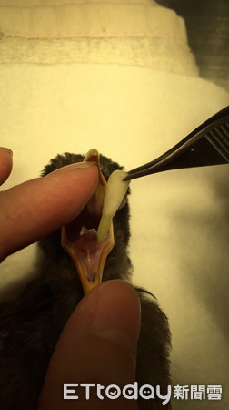 八哥吞棉花棒。（圖／翻攝自凡賽爾動物醫院張佳倖）