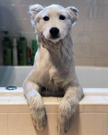 薩摩耶洗澡變北極熊。（圖／翻攝自Reddit／attheisstt）