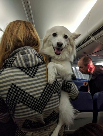 飛機上遇到狗狗。（圖／翻攝自Reddit／bofstein）