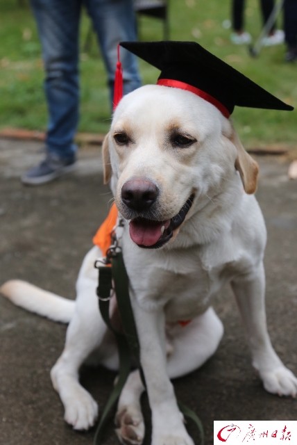 畢業考全通過啦！導盲犬戴學士帽、趴草地拍照，年底準備上崗（圖／廣州日報）