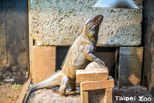 犀牛鬣蜥寶寶把戲多〜裝死、逃跑樣樣都精通（圖／台北市立動物園提供）