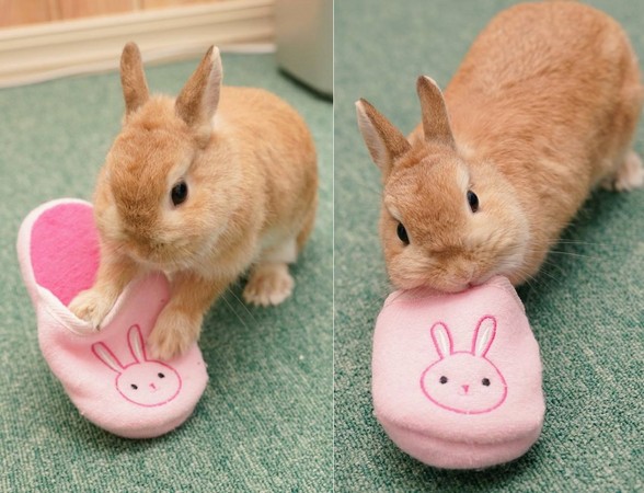 兔兔在玩鞋鞋。（圖／翻攝自Twitter：evo3183）