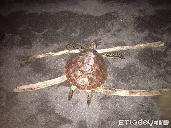 台東縣成功鎮白守蓮岸際沙灘發現一隻死亡綠蠵龜，海龜身長約40公分、寬約35公分，已死亡無研究價值，海巡人員就地掩埋。（圖／第一三海岸巡防總隊提供）