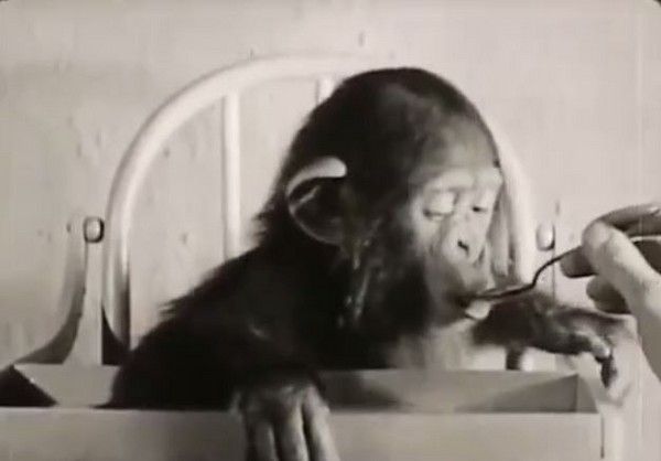心理學家帶猩猩回家實驗，猩猩表現更勝人類，兒子卻成半隻猩猩（圖／截自izlesene影片）