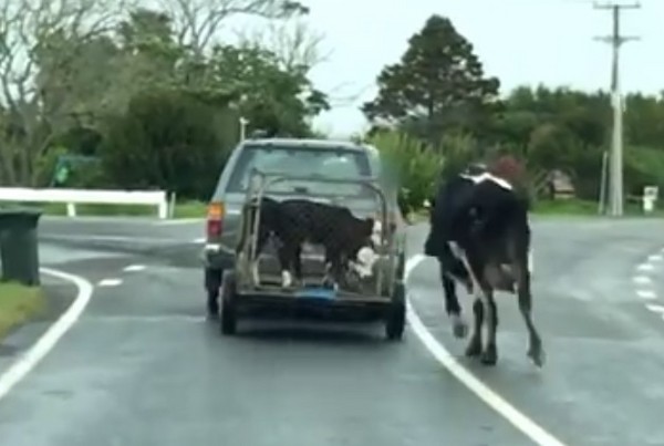 小牛被送走，母牛追車。（圖／翻攝自SAFE）