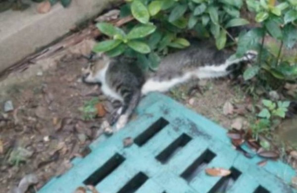 ▲▼廣州市的貓狗疑遭惡意投毒。（圖／翻攝自「廣東公共DV現場」）