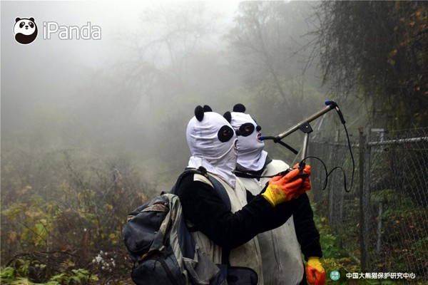 ▲▼中國大熊貓保護研究中心工作人員在天台山野化培訓圈內，經過3天的誘捕，20日成功「接回」了即將於近期放歸自然的貓熊。（圖／取自《央視網熊貓頻道》）