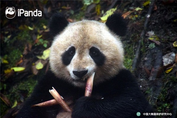 ▲▼中國大熊貓保護研究中心工作人員在天台山野化培訓圈內，經過3天的誘捕，20日成功「接回」了即將於近期放歸自然的貓熊。（圖／取自《央視網熊貓頻道》）