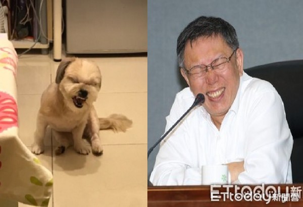 ▲西施犬打哈欠超像柯P！網友笑到嘴角失守：市長好～。（圖／網友Ida Evelina提供，請勿隨意翻拍，以免侵權。）