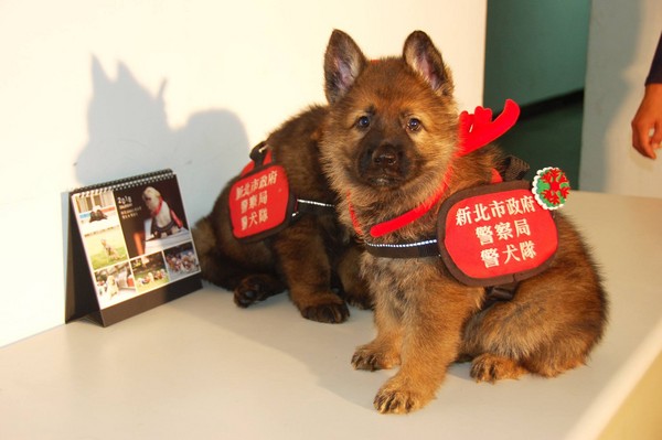 新北市警犬，小狼犬兄妹。（圖／翻攝自新北市政府警察局 警犬隊 NTPD K-9 Unit）